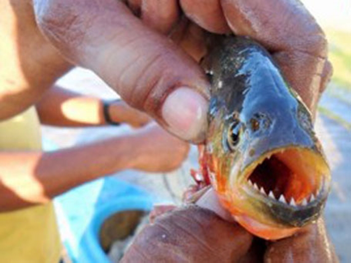 Cinco banhistas foram feridos por piranhas na barragem do Bezerro na tarde deste domingo (22)